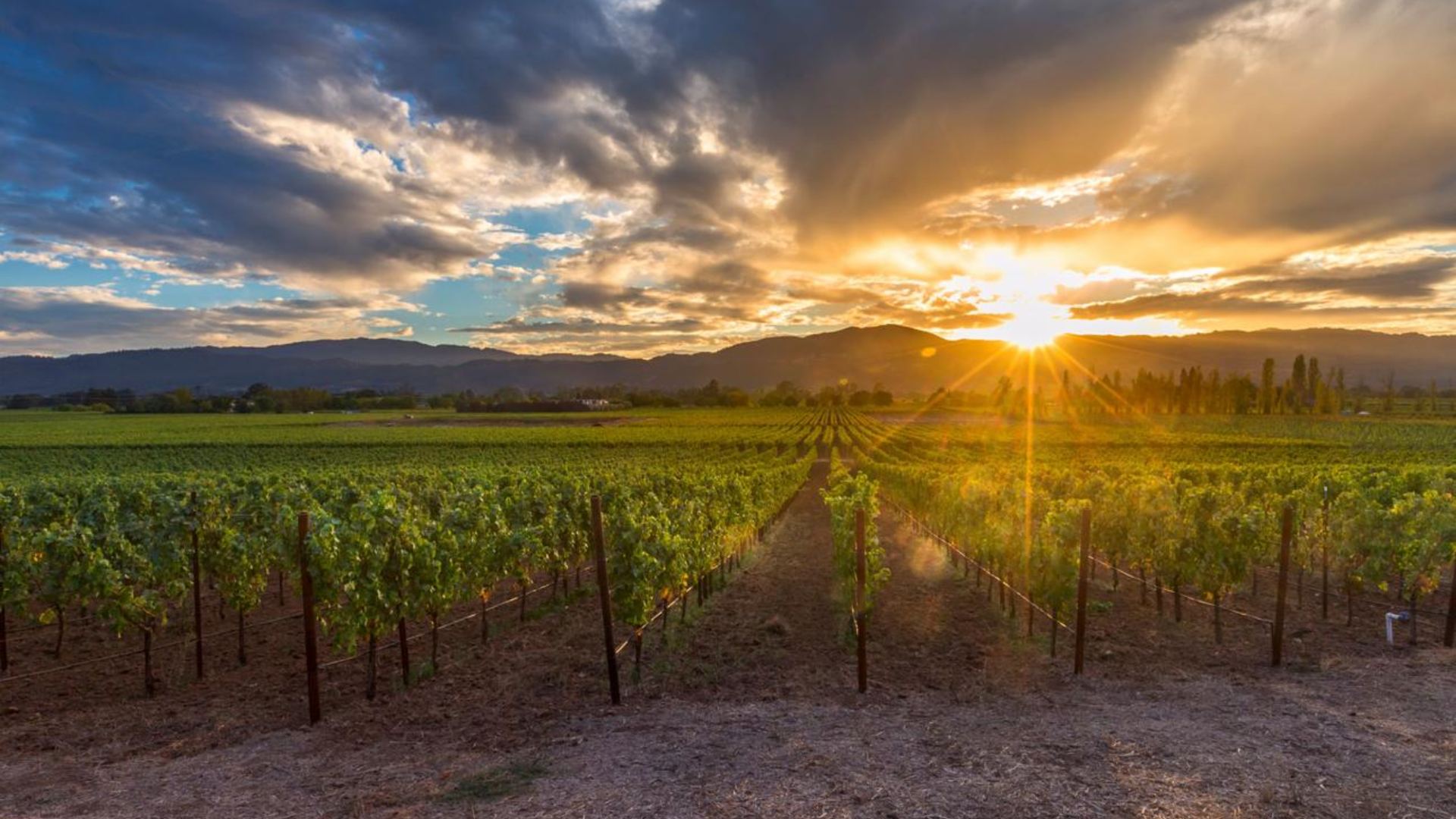 Tucker Family Vineyards